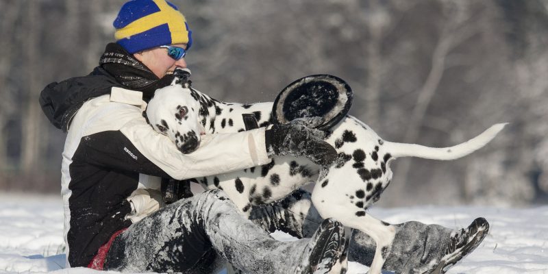 to learn is to play - going crazy in the snow with my young dalmatian
