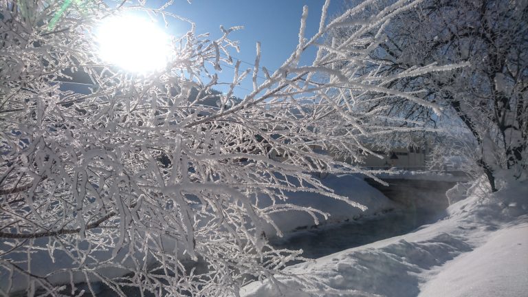 free things for free thinkers - snowy trees