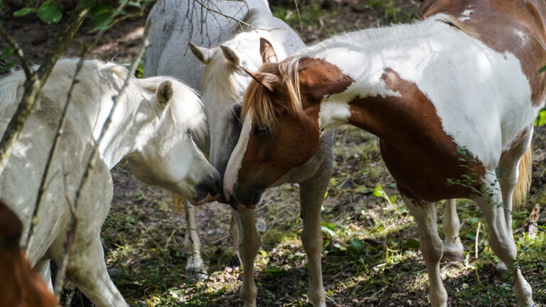 why choosing peace over truth is a shit idea